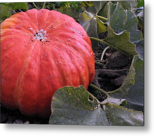 End-of-summer Metal Print featuring the photograph Pumpkin Harvest 1 by Lora Fisher