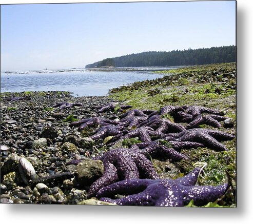 Landscape Metal Print featuring the photograph Purple by Brian Sereda