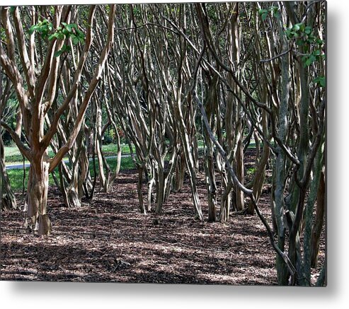 Trees Metal Print featuring the photograph Quirky Trees by Louise Mingua