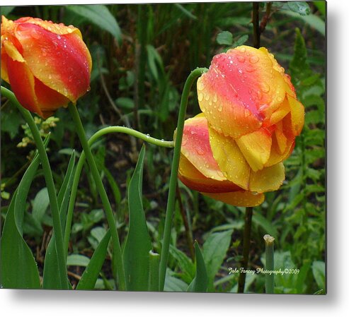 Tulips Metal Print featuring the photograph Raindrops and Tulips by Jale Fancey