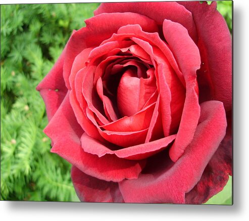 Roses Metal Print featuring the photograph Ravishing Red by Anjel B Hartwell