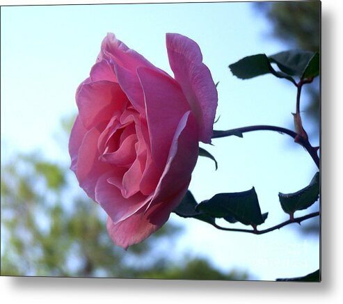 Pink Rose Metal Print featuring the photograph Reaching for Sunlight by Kathy White