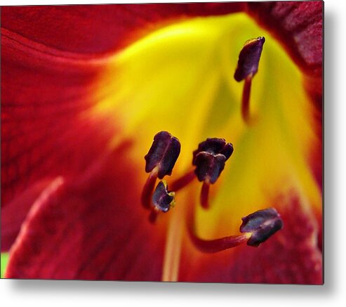 Red Lily Center 5 Metal Print featuring the photograph Red Lily Center 5 by Sarah Loft