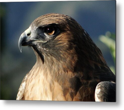Hawk Metal Print featuring the photograph Red Shoulder Hawk by Liz Vernand