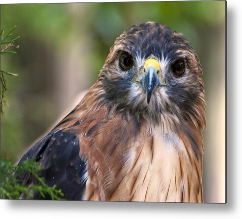 Florida Metal Print featuring the photograph Florida Red Shoulder Hawk by Donna Proctor