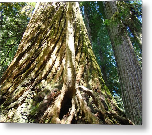 Redwood Metal Print featuring the photograph Redwood Trees Forest art prints Redwoods by Patti Baslee