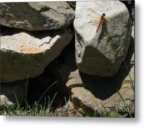 Dragonfly Metal Print featuring the photograph Resting Dragonfly by Nancy Patterson