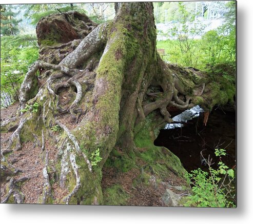 Root Metal Print featuring the photograph Rooting Out Evil by Randall Weidner