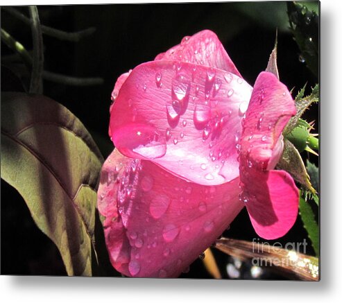 Pink Rose Metal Print featuring the photograph Rosy Morning by Sandra Presley