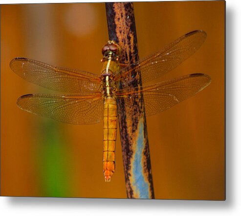 Dragonfly Metal Print featuring the photograph Rusted Hope by Toma Caul