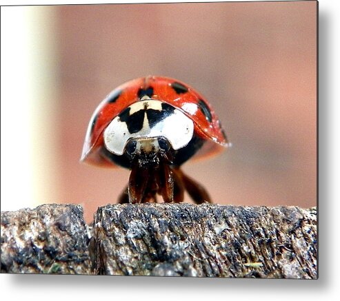 Ladybug Metal Print featuring the photograph Sad Eyes by Chad and Stacey Hall