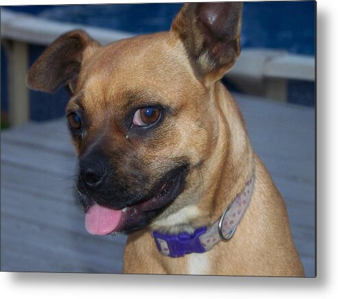 Dogs Metal Print featuring the photograph Sad Josie by Regina McLeroy