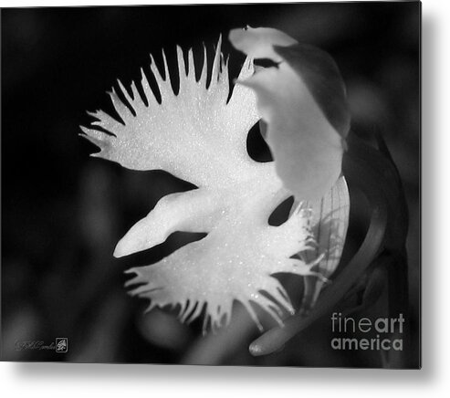 Sagi-so Metal Print featuring the photograph Sagi-so or Crane Orchid named Japanese Egret Flower by J McCombie