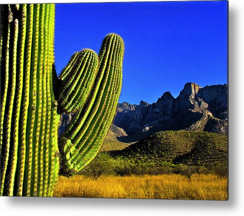 Cactus Metal Print featuring the photograph Saguaro and Catalina Mountains by Jim Moore