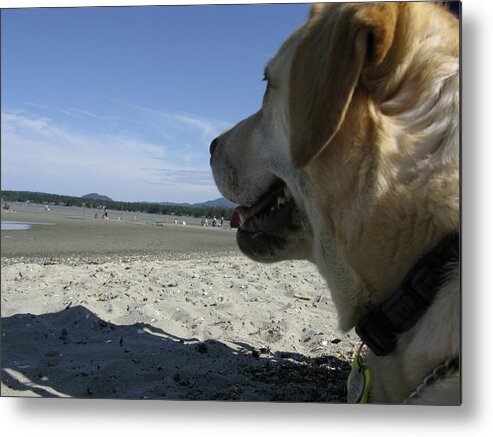 Dog Animal Seaside Metal Print featuring the photograph Salty Dog by Brian Sereda