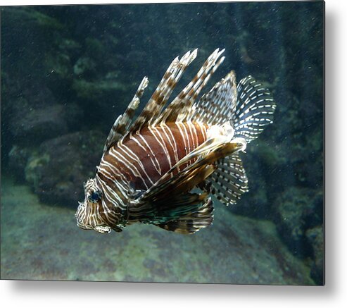 Scorpion Metal Print featuring the photograph Scorpion Fish by Richard Reeve