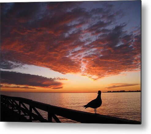 Seagull Metal Print featuring the photograph Seagull Sunset by Amelia Racca
