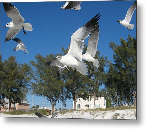 Seagulls Metal Print featuring the pyrography Seagulls on Anna Maria Island by Leontine Vandermeer