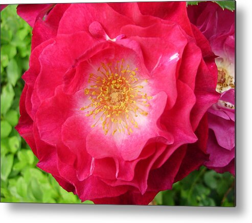 Roses Metal Print featuring the photograph Searching for a Heart of Gold by Anjel B Hartwell