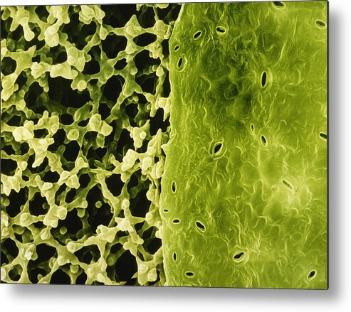 Mesophyll Layer Metal Print featuring the photograph Section Through Leaf Of Zinnia by Dr Jeremy Burgess