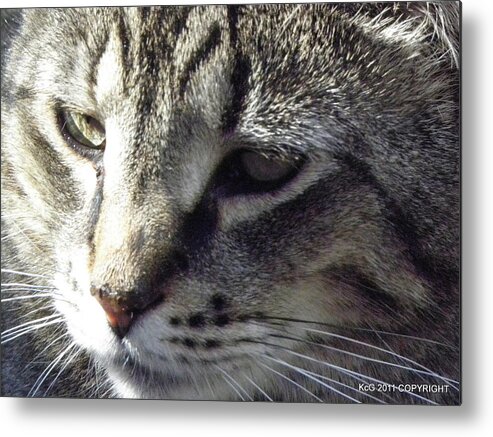 Cat Metal Print featuring the photograph Serious by Kim Galluzzo