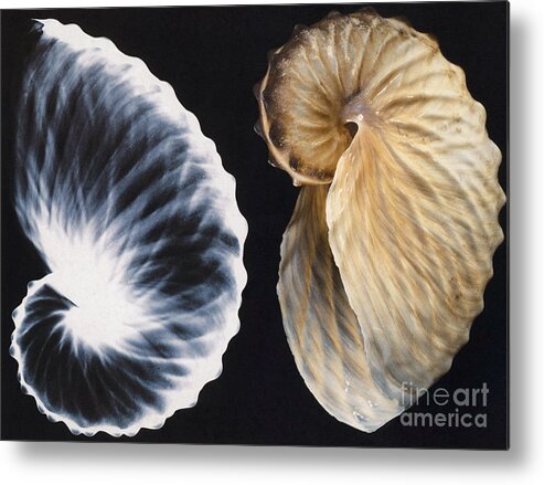 X-ray Metal Print featuring the photograph Shell X-ray by Photo Researchers