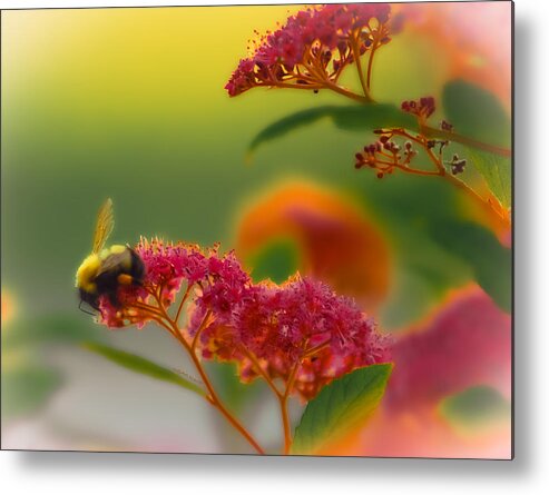 Bumblebee Metal Print featuring the photograph Sherbet Pollination by DigiArt Diaries by Vicky B Fuller