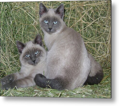 Cat Metal Print featuring the photograph Siamese Haystack by Charles and Melisa Morrison