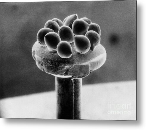 Science Metal Print featuring the Silicon Beads, Head Of Pin, Sem by Texas Instruments