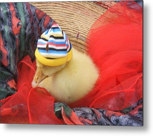 Photography Metal Print featuring the painting Sleepy Dodo by Bogdan Floridana Oana