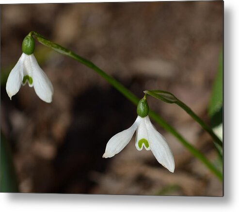 Flowers Metal Print featuring the photograph Snow Drops by Lisa Phillips