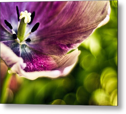 Flower Metal Print featuring the photograph Splash by Jason Naudi Photography