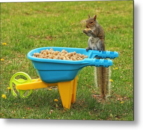 Squirrels Metal Print featuring the photograph Spoiled Squirrel by Pat Abbott