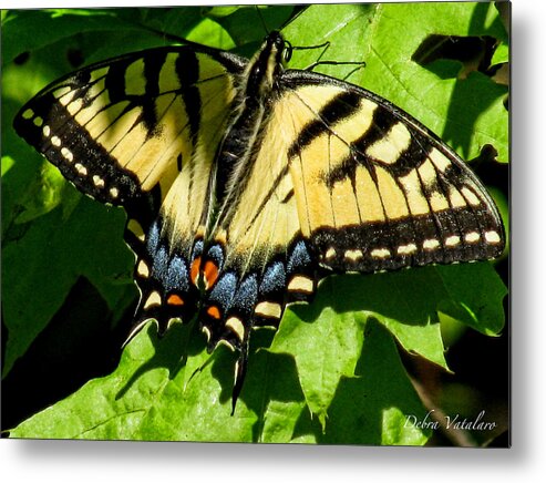 Spring Butterfly Metal Print featuring the photograph Spring Butterfly by Debra   Vatalaro
