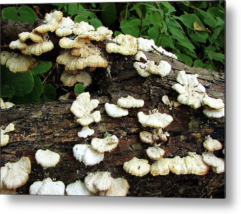 Fungus Metal Print featuring the mixed media Spring Fungus by Bruce Ritchie
