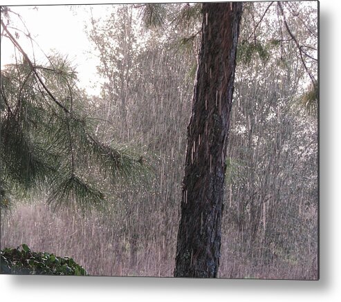 Nature Metal Print featuring the photograph Spring Rain by Peggy Urban