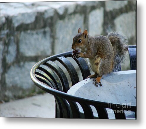 Squirrel Metal Print featuring the photograph Squirrelly by Mark Holbrook