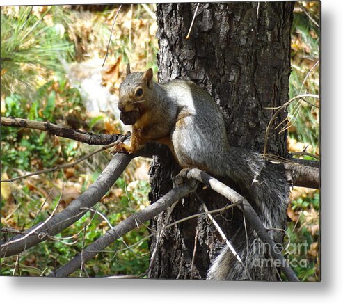 Squirrel Metal Print featuring the photograph Squirrling Away by Laurel Best