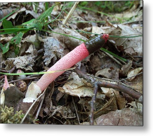 Nature Metal Print featuring the photograph Stinkhorn yes it does by David Pickett