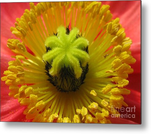 Flower Metal Print featuring the photograph Stupor by Holy Hands