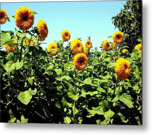 Sunflowers Metal Print featuring the photograph Sunflowers at Kendall Jackson Wine Estates by Kelly Manning