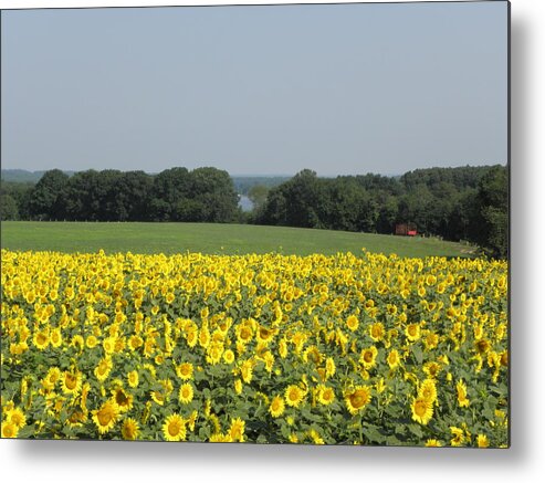Sunflower Metal Print featuring the photograph Sunflowers on the farm by Kim Galluzzo