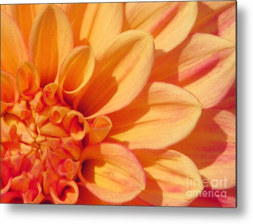 Dahlia Metal Print featuring the photograph Sunglow by Rory Siegel