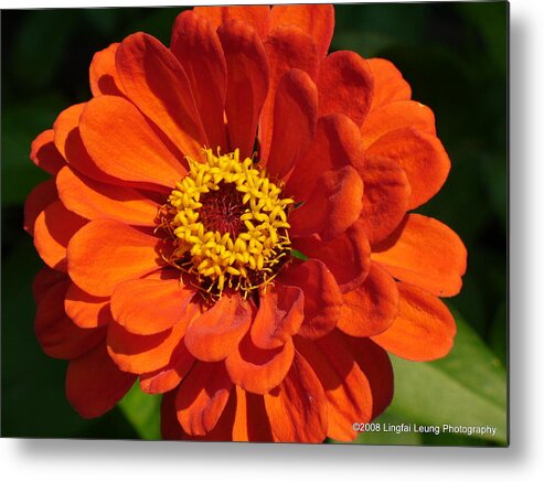 Flower Macro Metal Print featuring the photograph Sunny Delight by Lingfai Leung