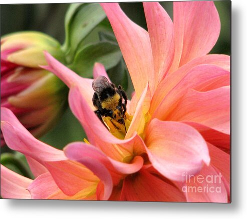 Flower Metal Print featuring the photograph Sweet Nectar by Rory Siegel