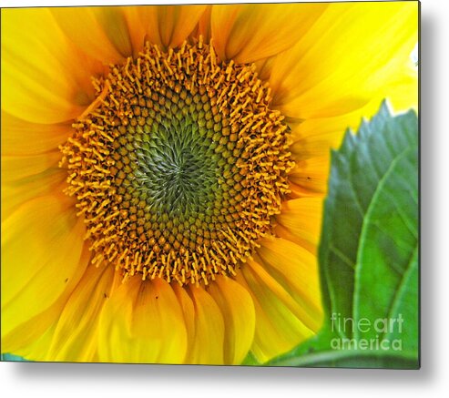 Photography Metal Print featuring the photograph The Last Sunflower by Sean Griffin