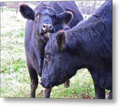Lick Metal Print featuring the photograph The Lick Black Angus by Lori Miller