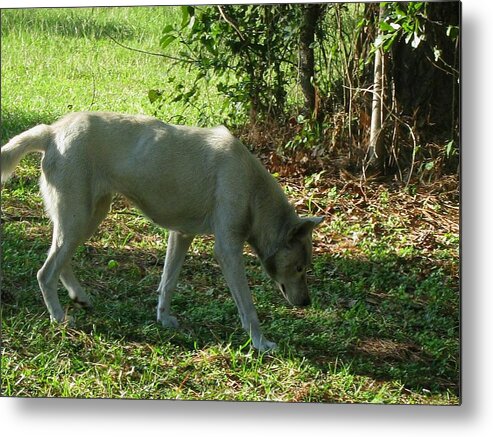 Wolf Metal Print featuring the photograph The Tracker by Maria Urso