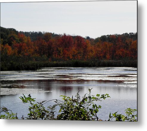 Autumn Metal Print featuring the photograph the trees are on FIRE by Kim Galluzzo