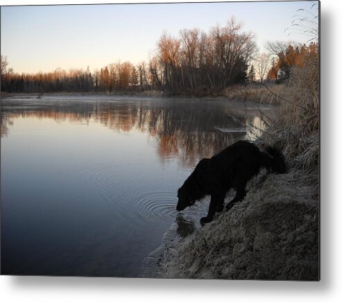 Dog Metal Print featuring the photograph Thirsty in November by Kent Lorentzen